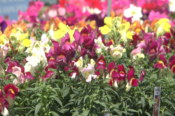 Cool season plants that can take the heat 